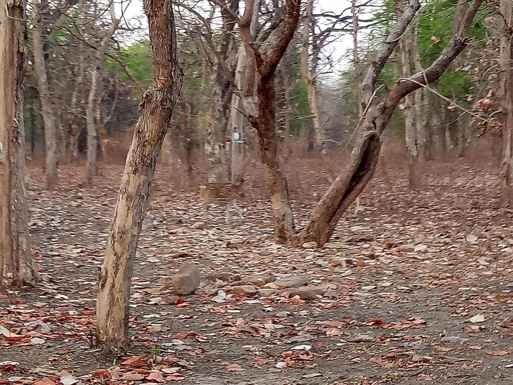 Abhiram Homestay Khajurāho Extérieur photo